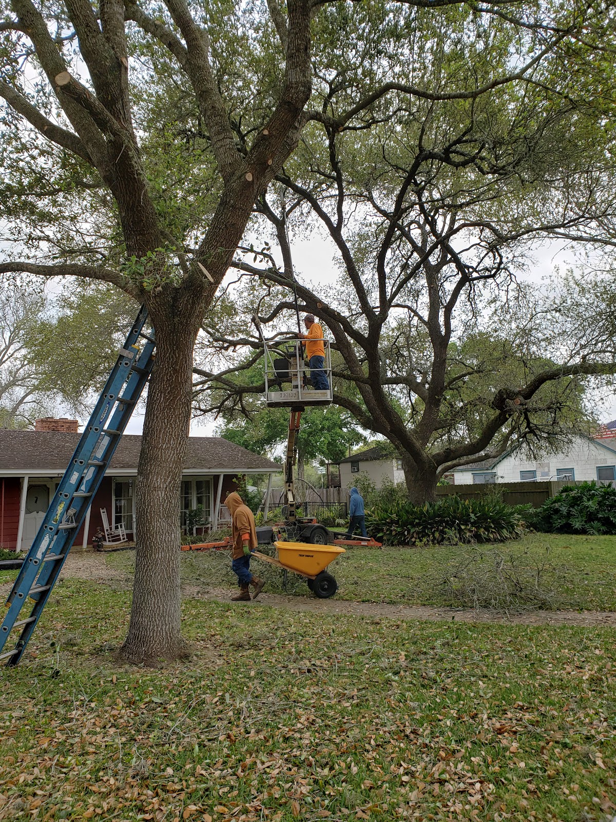 RJK Tree Trimming crew trimming a tree in a residential yard in El Campo TX