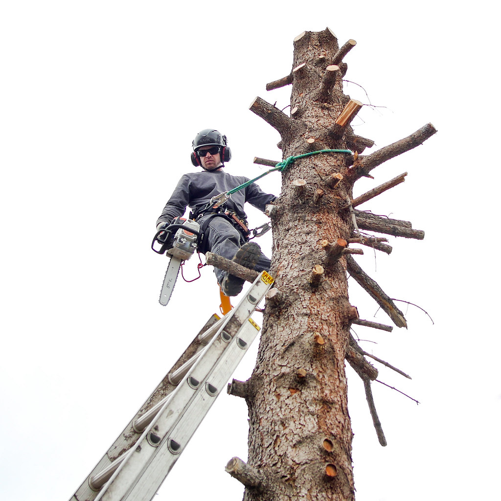 Professional arborist with chainsaw climbing a tree for removal