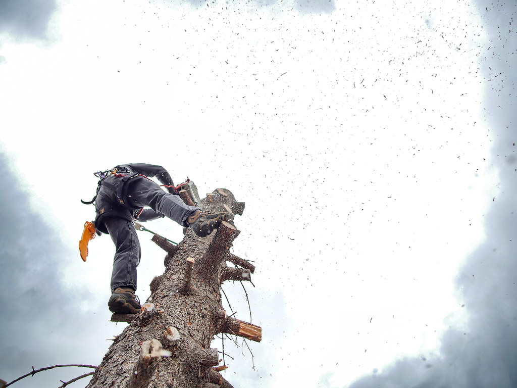 Tree removal crew cutting branches at height