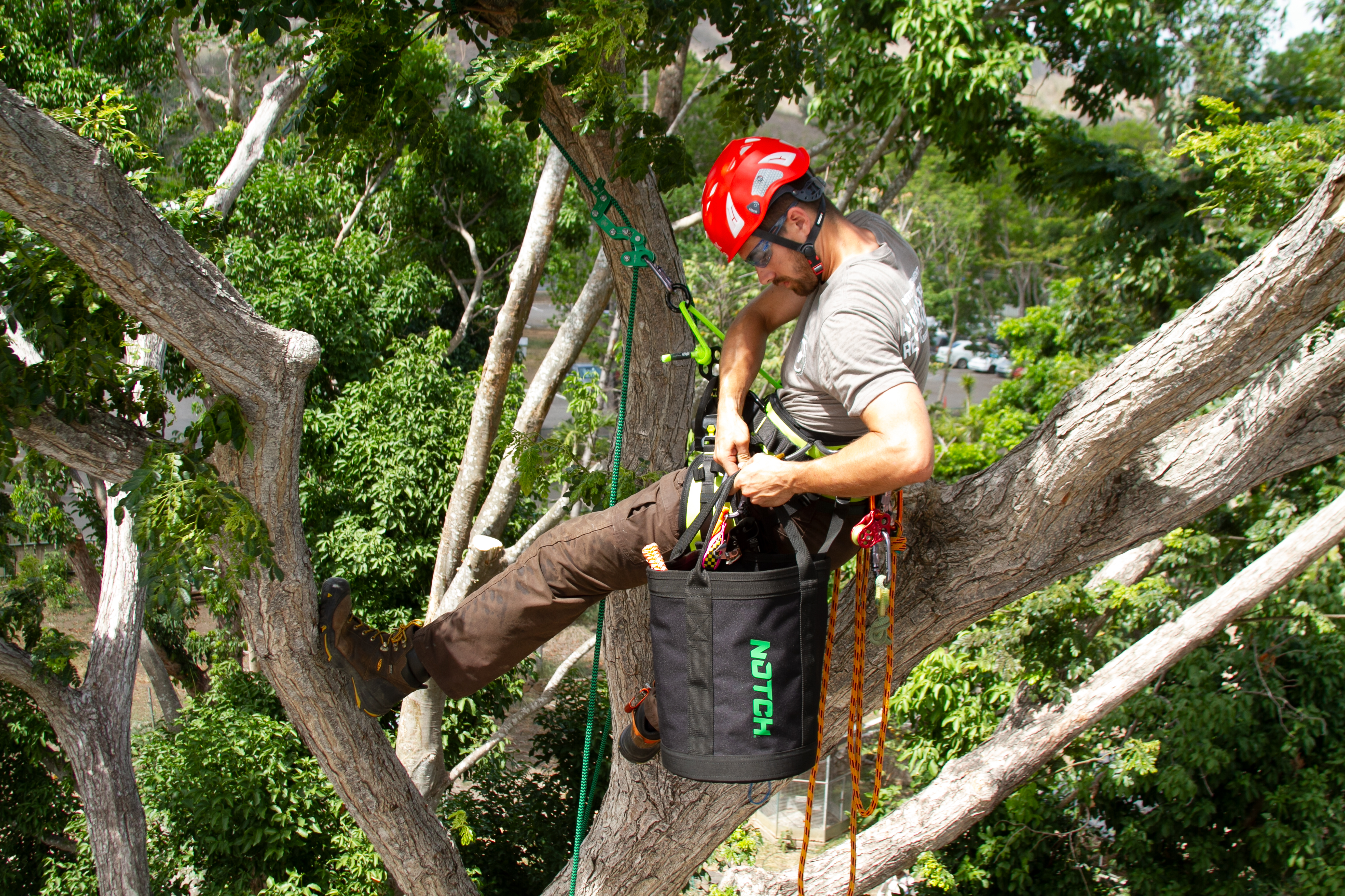 Certified arborist working safely in a tree with professional climbing gear