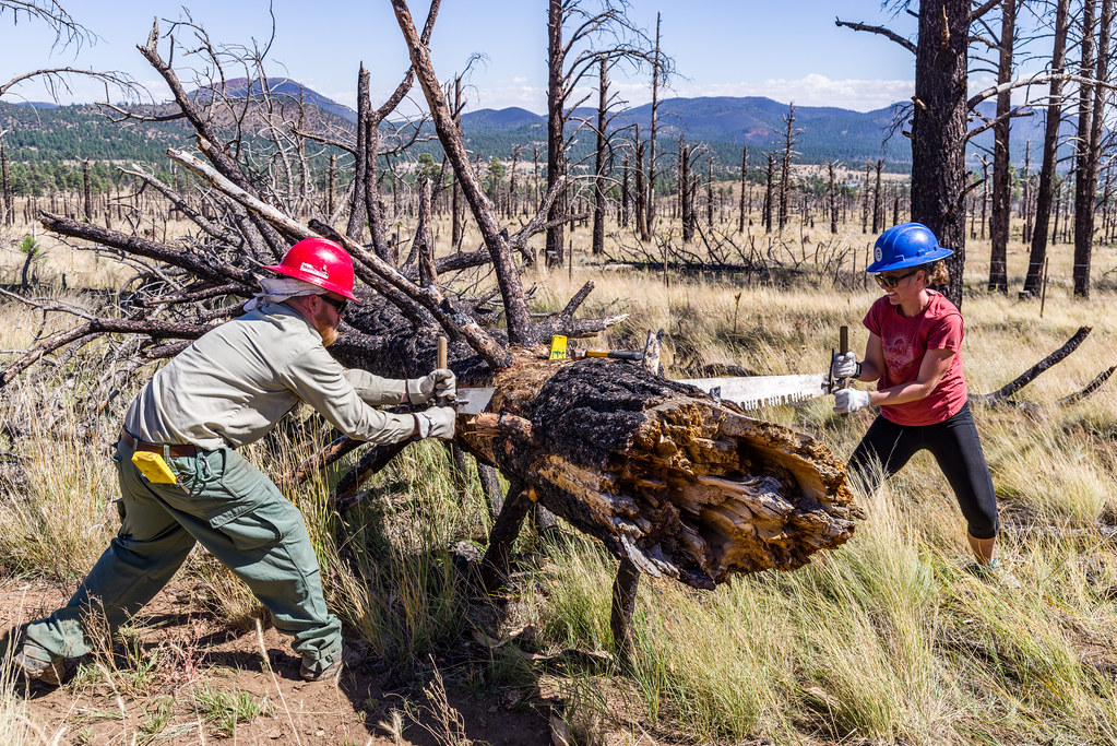Tree removal workers cutting a fallen tree