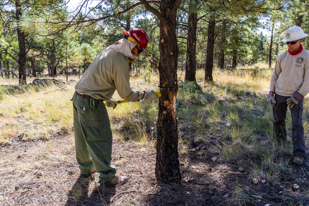 Arborist pruning a pine tree in a residential yard